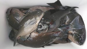 伊豆下田フィッシング 釣果
