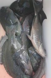 伊豆下田フィッシング 釣果