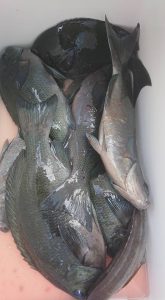 伊豆下田フィッシング 釣果