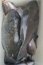 伊豆下田フィッシング 釣果