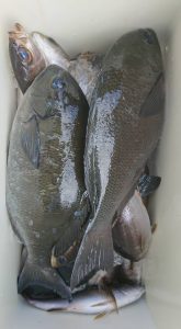 伊豆下田フィッシング 釣果