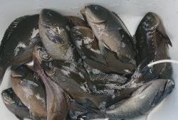 伊豆下田フィッシング 釣果