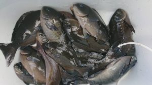 伊豆下田フィッシング 釣果