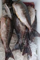 伊豆下田フィッシング 釣果