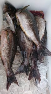 伊豆下田フィッシング 釣果