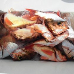 大進丸(新潟) 釣果