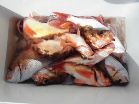 大進丸(新潟) 釣果