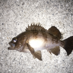 開通20周年の明石海峡大橋を見ながら