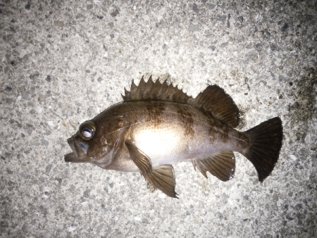 開通20周年の明石海峡大橋を見ながら