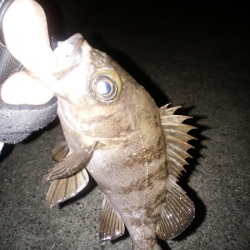 開通20周年の明石海峡大橋を見ながら