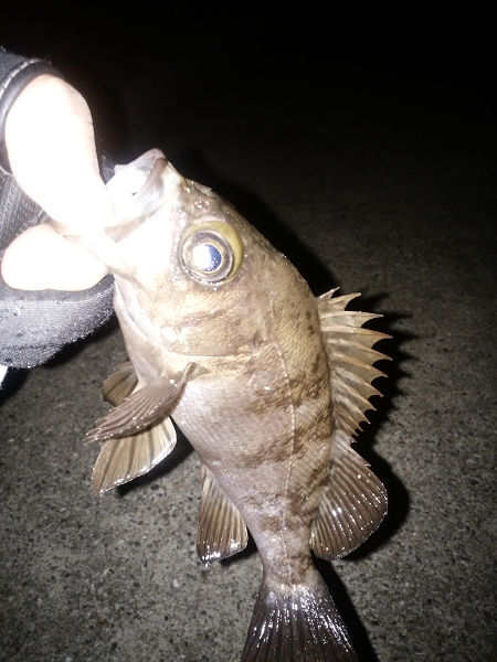 開通20周年の明石海峡大橋を見ながら