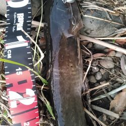 佐鳴湖 ナマズ出ました