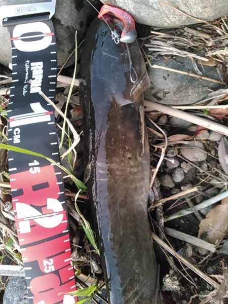 佐鳴湖 ナマズ出ました