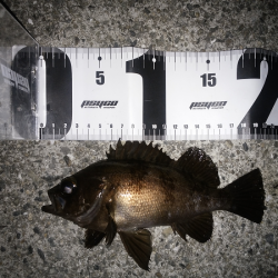 開通20周年の明石海峡大橋を見ながら