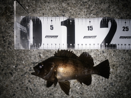 開通20周年の明石海峡大橋を見ながら