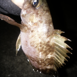 開通20周年の明石海峡大橋を見ながら