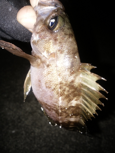 開通20周年の明石海峡大橋を見ながら