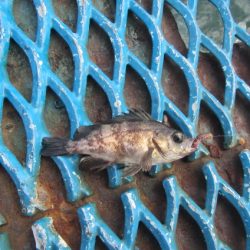 オリジナルメーカー海づり公園(市原市海づり施設) 釣果