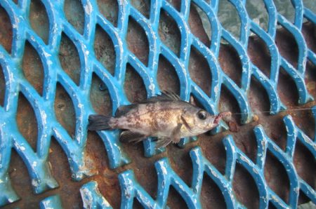 オリジナルメーカー海づり公園(市原市海づり施設) 釣果