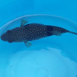 オリジナルメーカー海づり公園(市原市海づり施設) 釣果