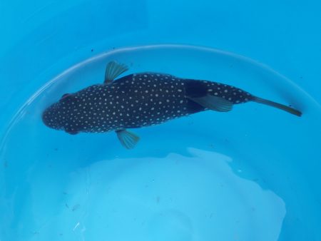 オリジナルメーカー海づり公園(市原市海づり施設) 釣果