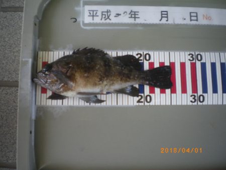 姫路市立遊魚センター 釣果