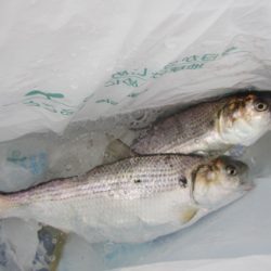 オリジナルメーカー海づり公園(市原市海づり施設) 釣果