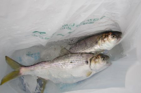 オリジナルメーカー海づり公園(市原市海づり施設) 釣果