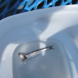 オリジナルメーカー海づり公園(市原市海づり施設) 釣果