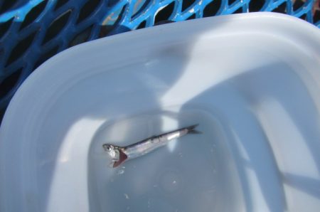 オリジナルメーカー海づり公園(市原市海づり施設) 釣果