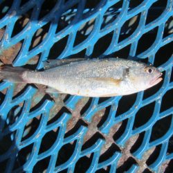 オリジナルメーカー海づり公園(市原市海づり施設) 釣果