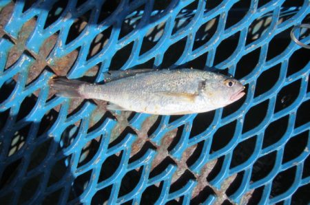 オリジナルメーカー海づり公園(市原市海づり施設) 釣果