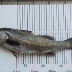 オリジナルメーカー海づり公園(市原市海づり施設) 釣果