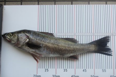 オリジナルメーカー海づり公園(市原市海づり施設) 釣果