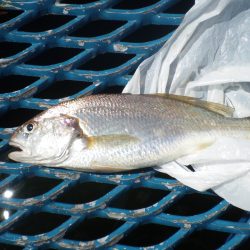 オリジナルメーカー海づり公園(市原市海づり施設) 釣果