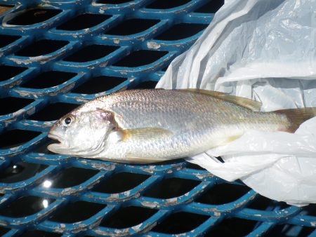 オリジナルメーカー海づり公園(市原市海づり施設) 釣果