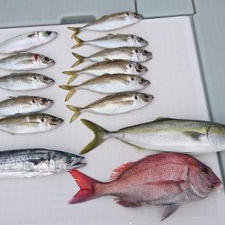 フィッシングボートACE(エース) 釣果