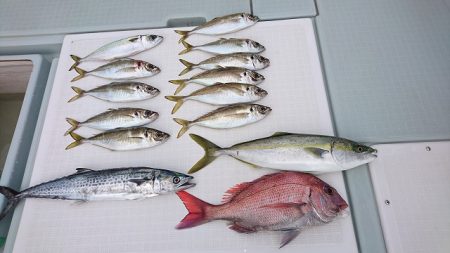 フィッシングボートACE（エース） 釣果