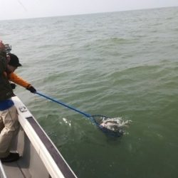 IDATEN(イダテン) 釣果