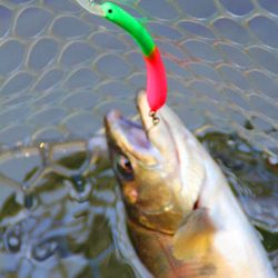 小菅トラウトガーデン 釣果