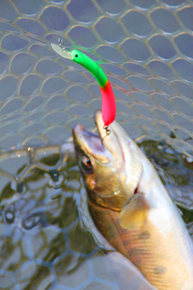 小菅トラウトガーデン 釣果