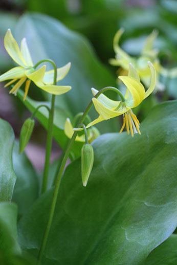 小菅トラウトガーデン 釣果