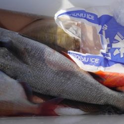 遊漁船 新鋭丸 釣果