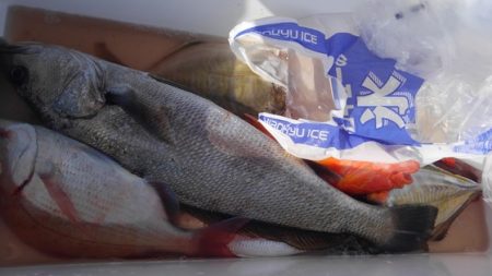 遊漁船 新鋭丸 釣果