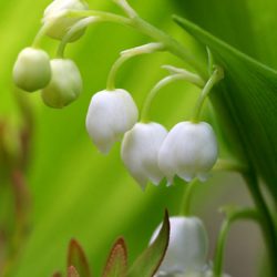 小菅トラウトガーデン 釣果