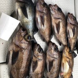 第二辰丸 釣果