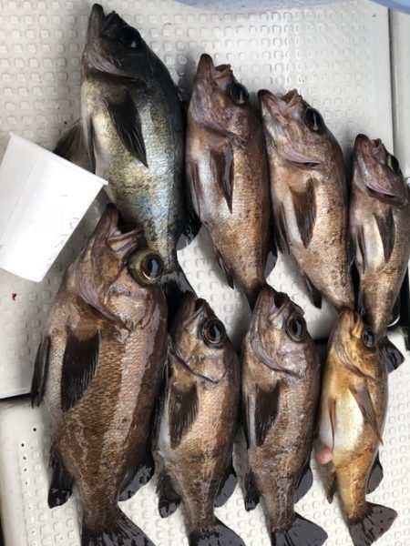 第二辰丸 釣果
