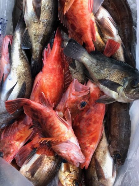 第二辰丸 釣果