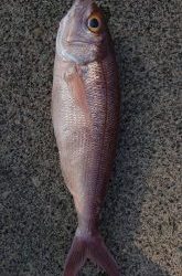 伊豆下田フィッシング 釣果