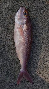 伊豆下田フィッシング 釣果